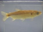 Foto Galerie/Characiformes/Characidae/Chalceus macrolepidotus_01_SS.jpg
